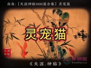 《灵宠猫》天涯神贴绝版视频合集062在线观看-外贸啦